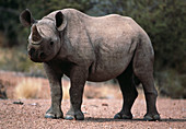 Black rhinoceros calf