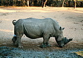 White rhinoceros scent-marking