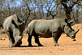 White rhinoceroses