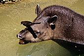Tapir swimming