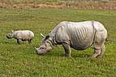 Indian rhinoceroses