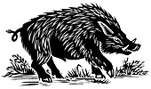 Wild boar,woodcut