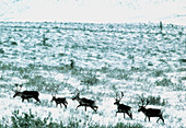 Reindeer herd