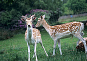Fallow deer