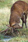 Rutting red deer stag