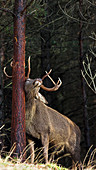 Red deer stag scent marking