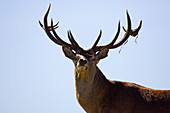 Red deer (Cervus elaphus)