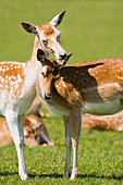 Fallow deer