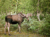 Bull moose