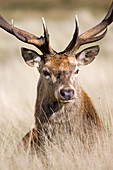 Male European red deer