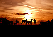 Fallow deer herd at sunset