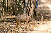 Sambar deer stag