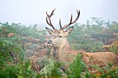 Red deer stag amongst ferns