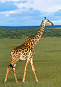 Giraffe (Giraffa camelopardalis) and oxpeckers