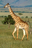 Giraffe (Giraffa camelopardalis) on grassland