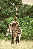 Sparring giraffes