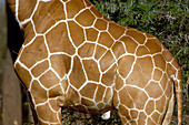 Giraffe skin