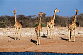 Giraffes at a watering hole