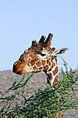 Giraffe feeding on acacia leaves