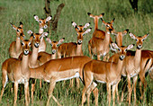 Impala herd