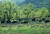 Bison herd