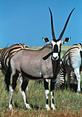 Male gemsbok