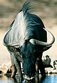 Wildebeest drinking