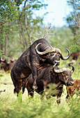 African buffaloes mating