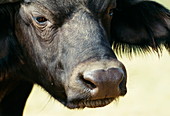 African buffalo