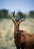 Red hartebeest