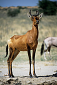 Red hartebeest