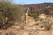 Gerenuk gazelle feeding