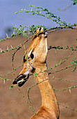 Female impala
