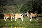 Eland cows