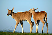 Eland antelope calves