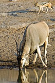 Eland antelope drinking