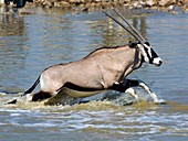 Gemsbok