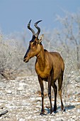 Red hartebeest