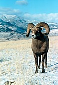View of an American bighorn ram,Ovis canadensis