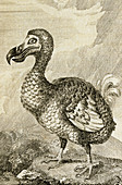 Engraving of a dodo