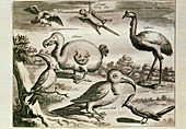 Historical engraving of a Dodo and other birds