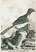 Historical art of crested cuckoo (Coua sp.)