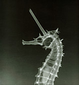 X-ray of a seahorse depicting a unicorn