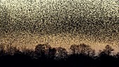 Huge flock of starlings