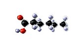 Caproic acid molecule Hexanoic acid