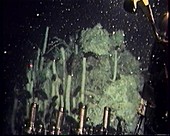 Giant tube worms on a hydrothermal vent