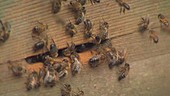 Honey bees at their beehive