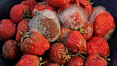 Strawberries rotting