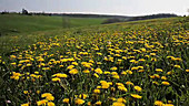 Dandelion flowers opening