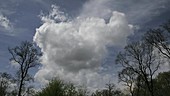 Clouds over trees timelapse